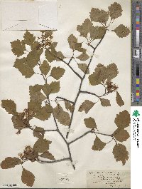 Image of Crataegus ancisa