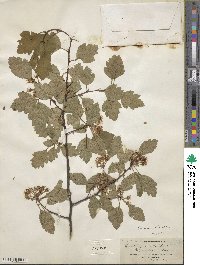 Crataegus ancisa image