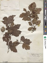 Crataegus antimima image