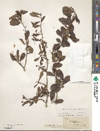 Crataegus aestivalis image