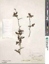 Crataegus aestivalis image