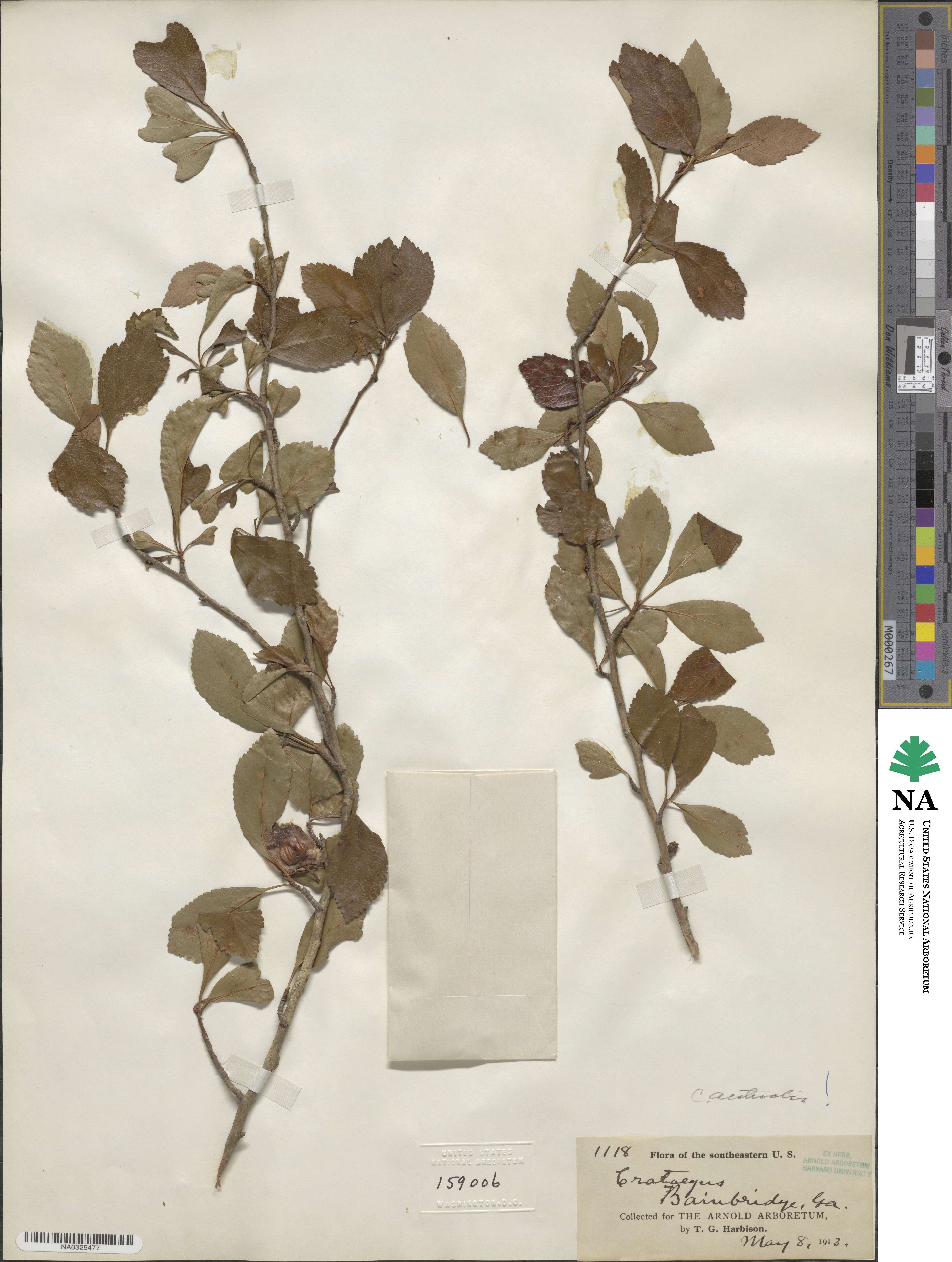 Crataegus aestivalis image