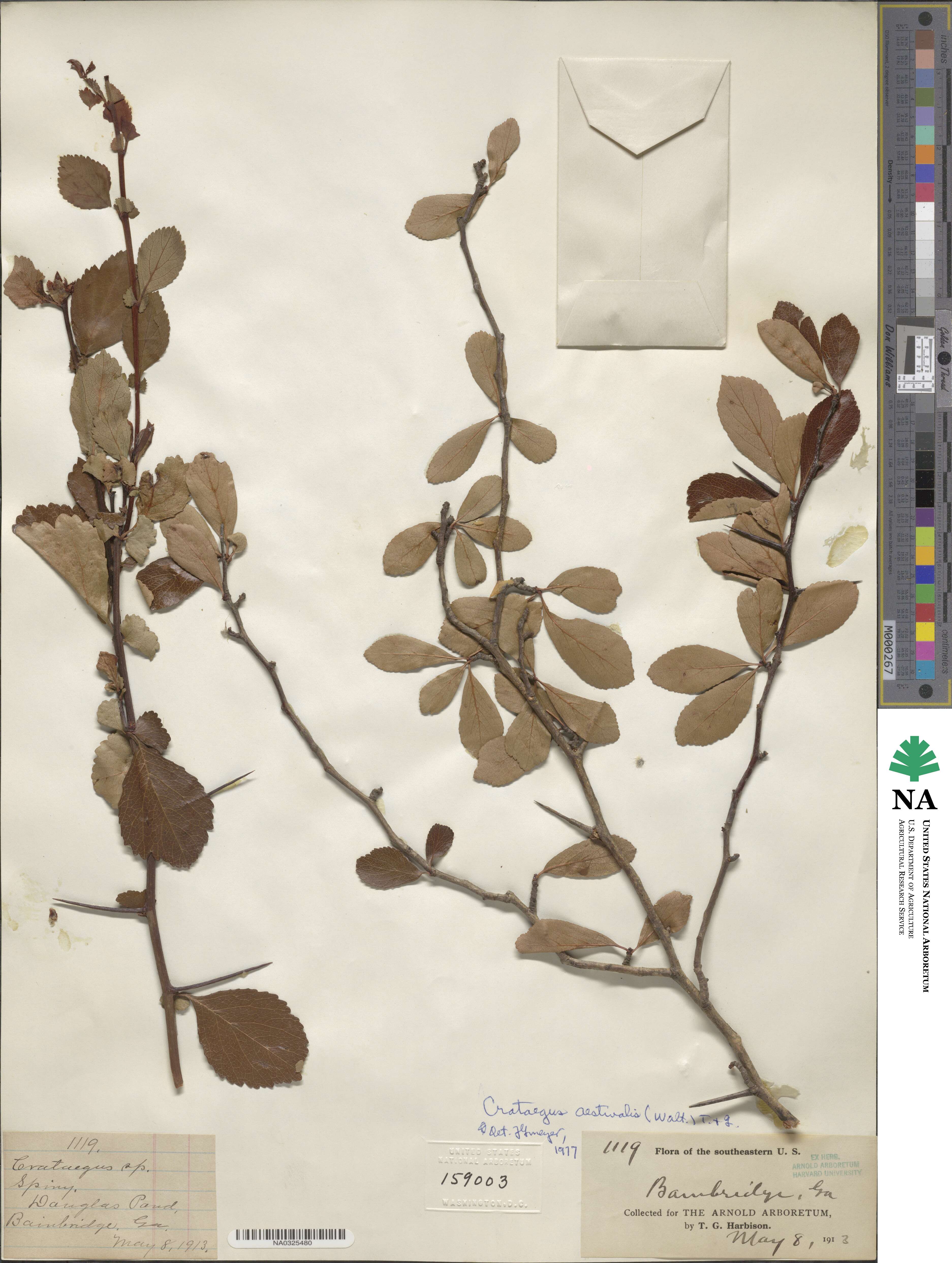 Crataegus aestivalis image