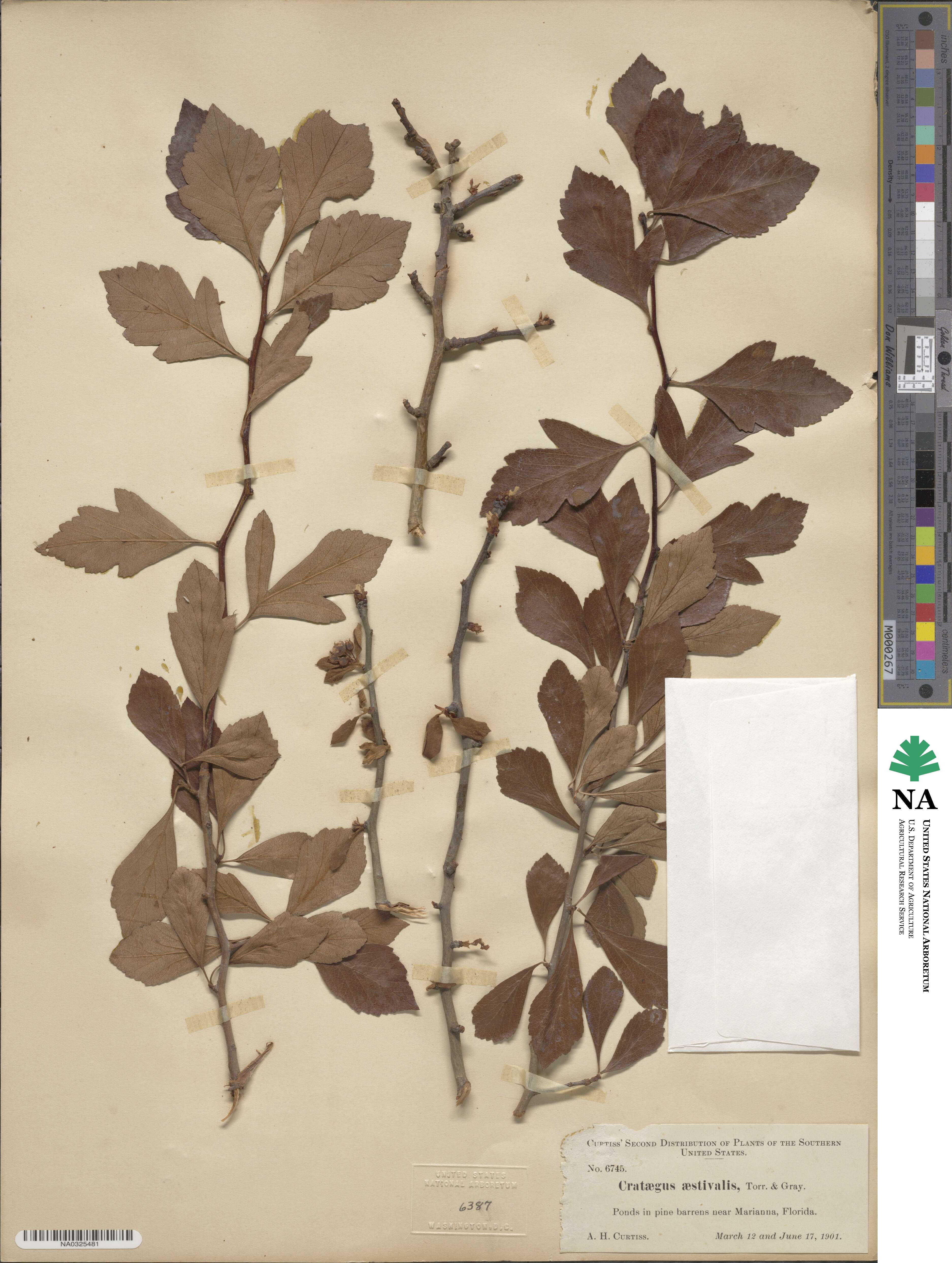 Crataegus aestivalis image
