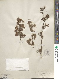 Crataegus apiifolia image