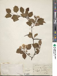 Crataegus intricata image