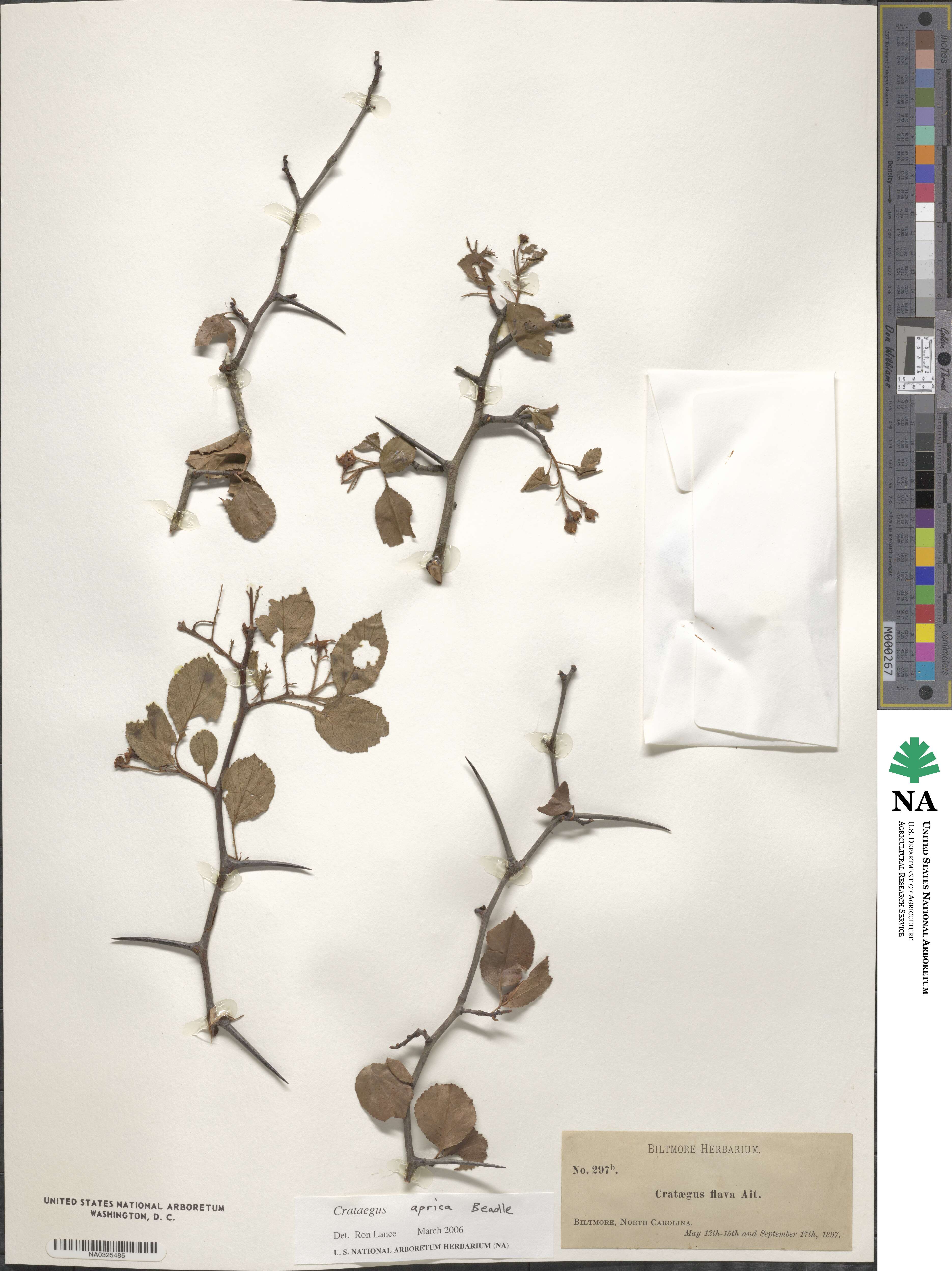 Crataegus flava image
