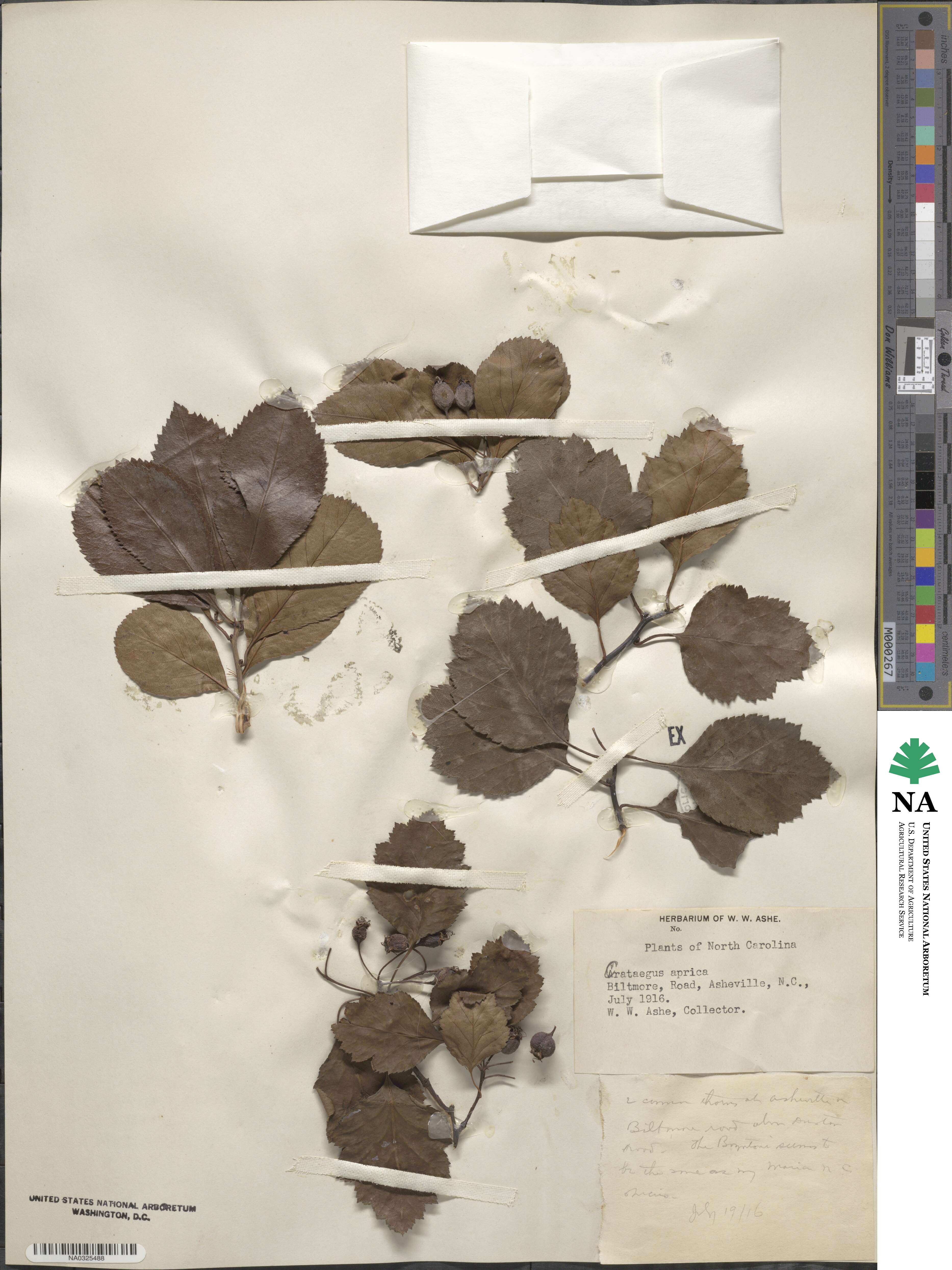 Crataegus flava image