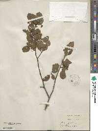 Crataegus viridis image