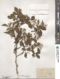 Crataegus viridis image