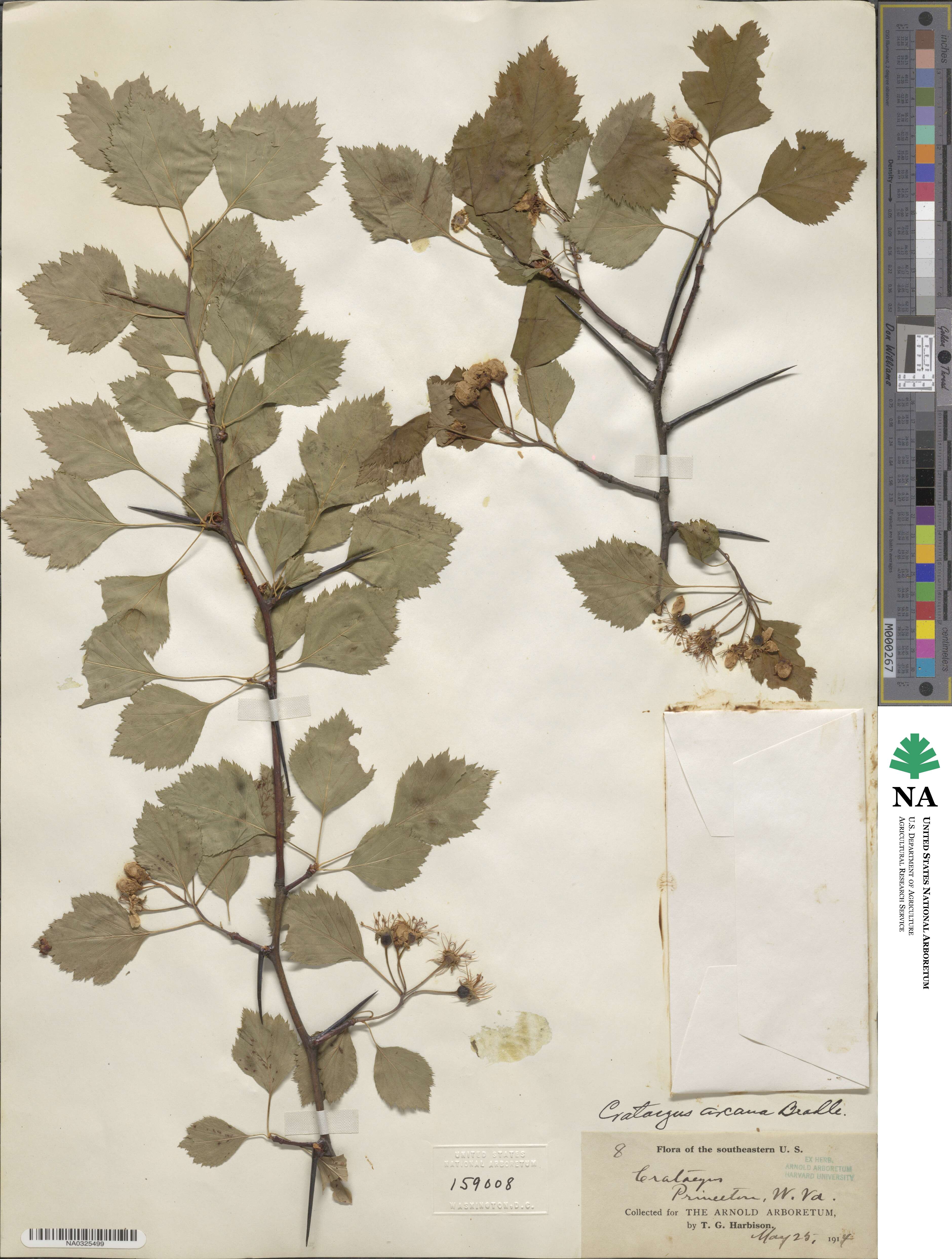 Crataegus arcana image