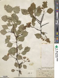 Crataegus arcana image