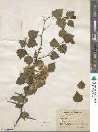 Crataegus arcana image