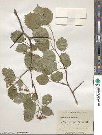 Crataegus scabrida image