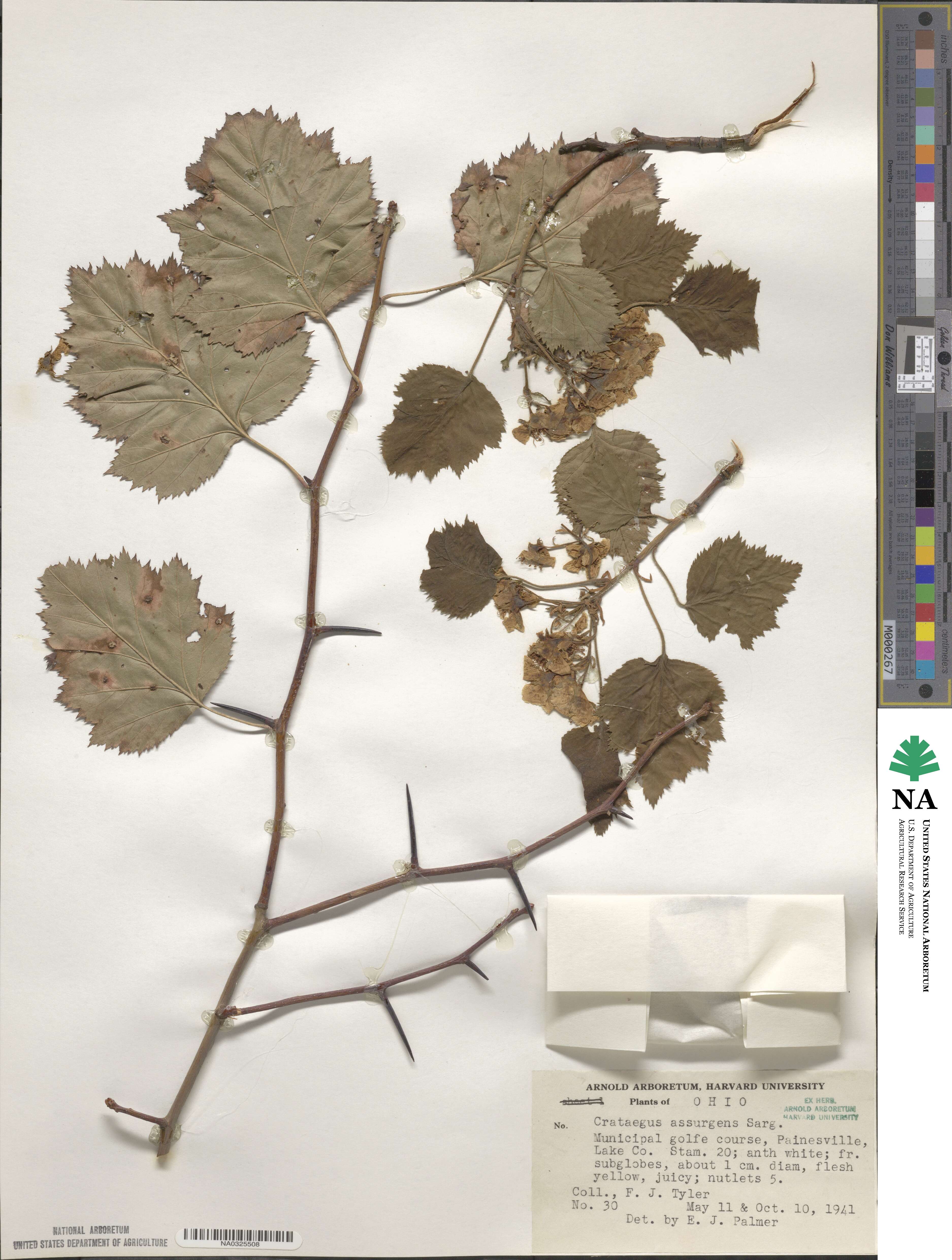 Crataegus pedicellata image