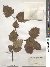 Crataegus pedicellata image