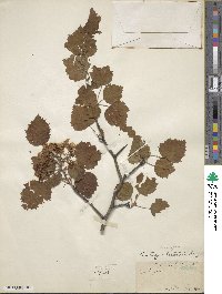 Crataegus pedicellata image