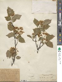 Crataegus bella image