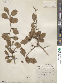 Crataegus berberifolia image