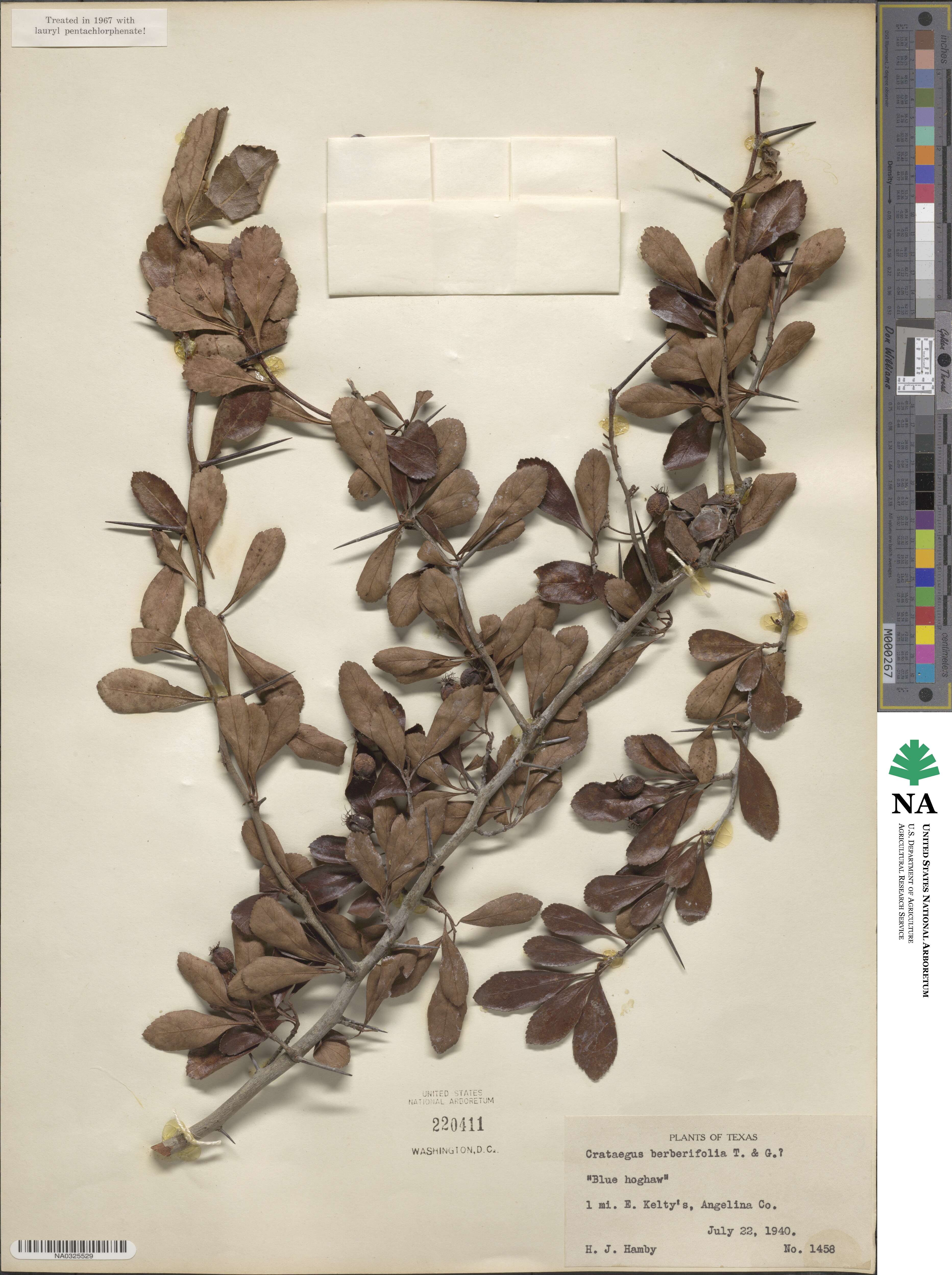 Crataegus berberifolia image