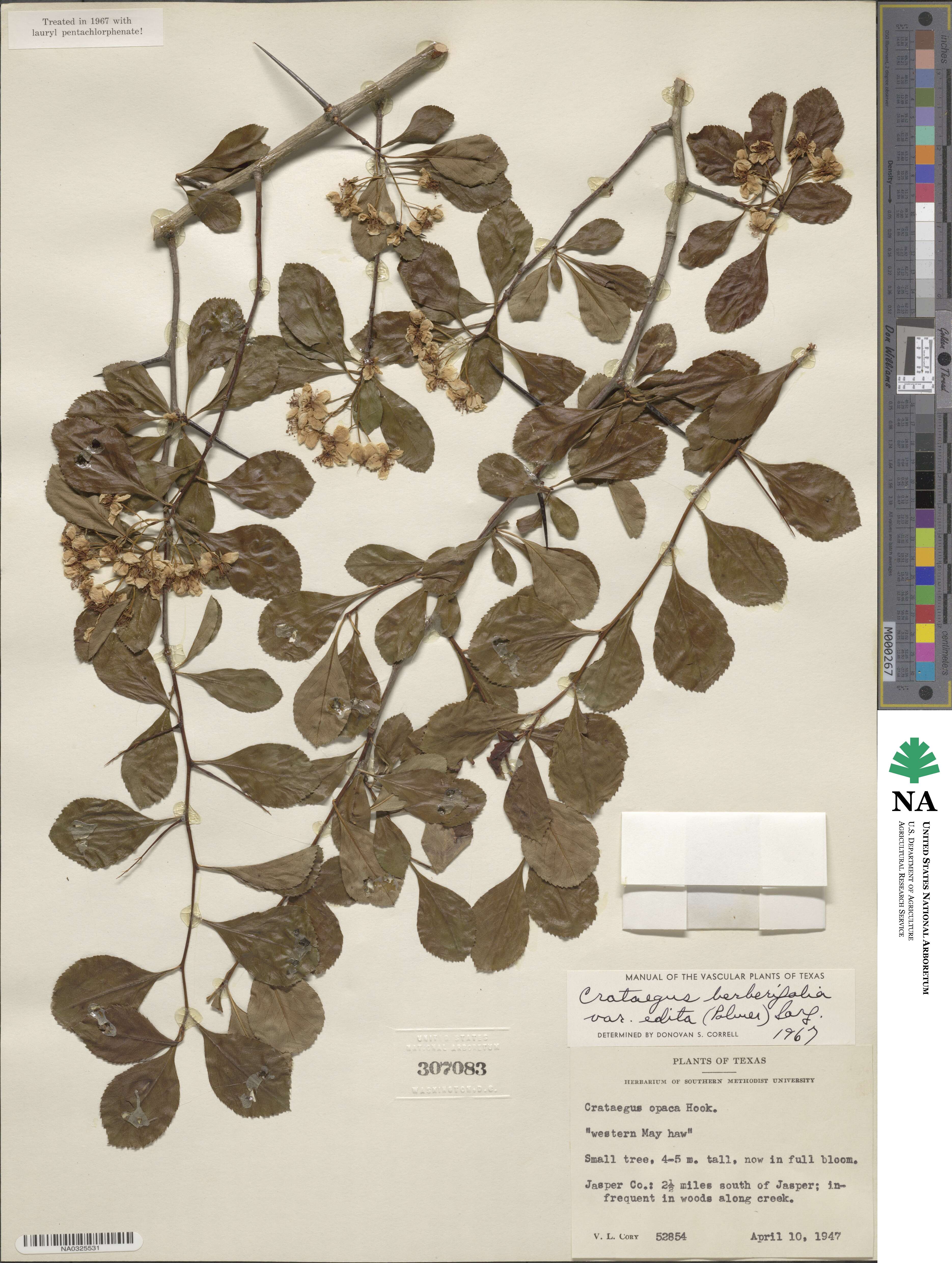 Crataegus berberifolia image