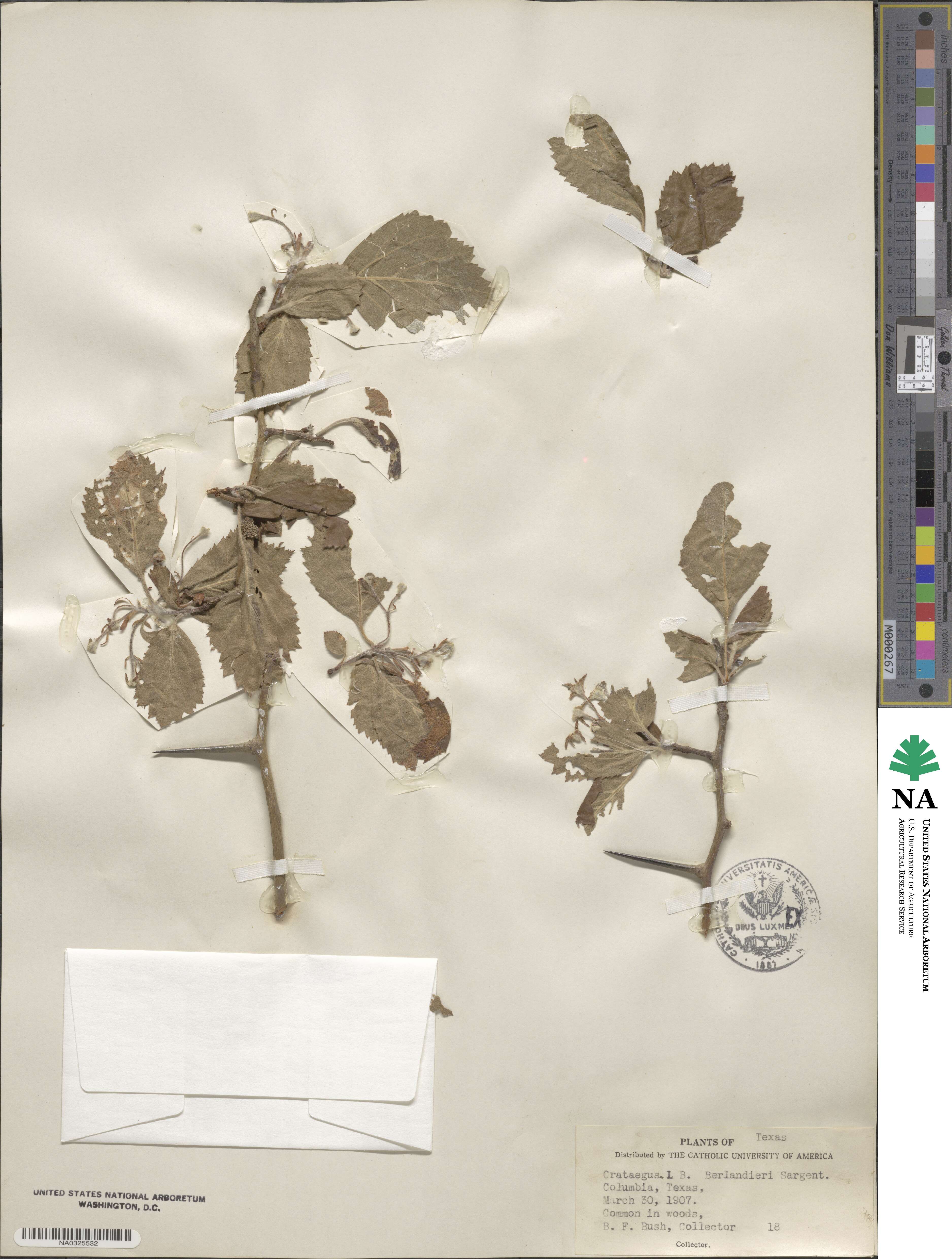 Crataegus mollis image