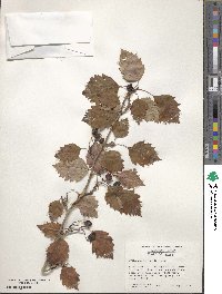 Image of Crataegus brainerdii