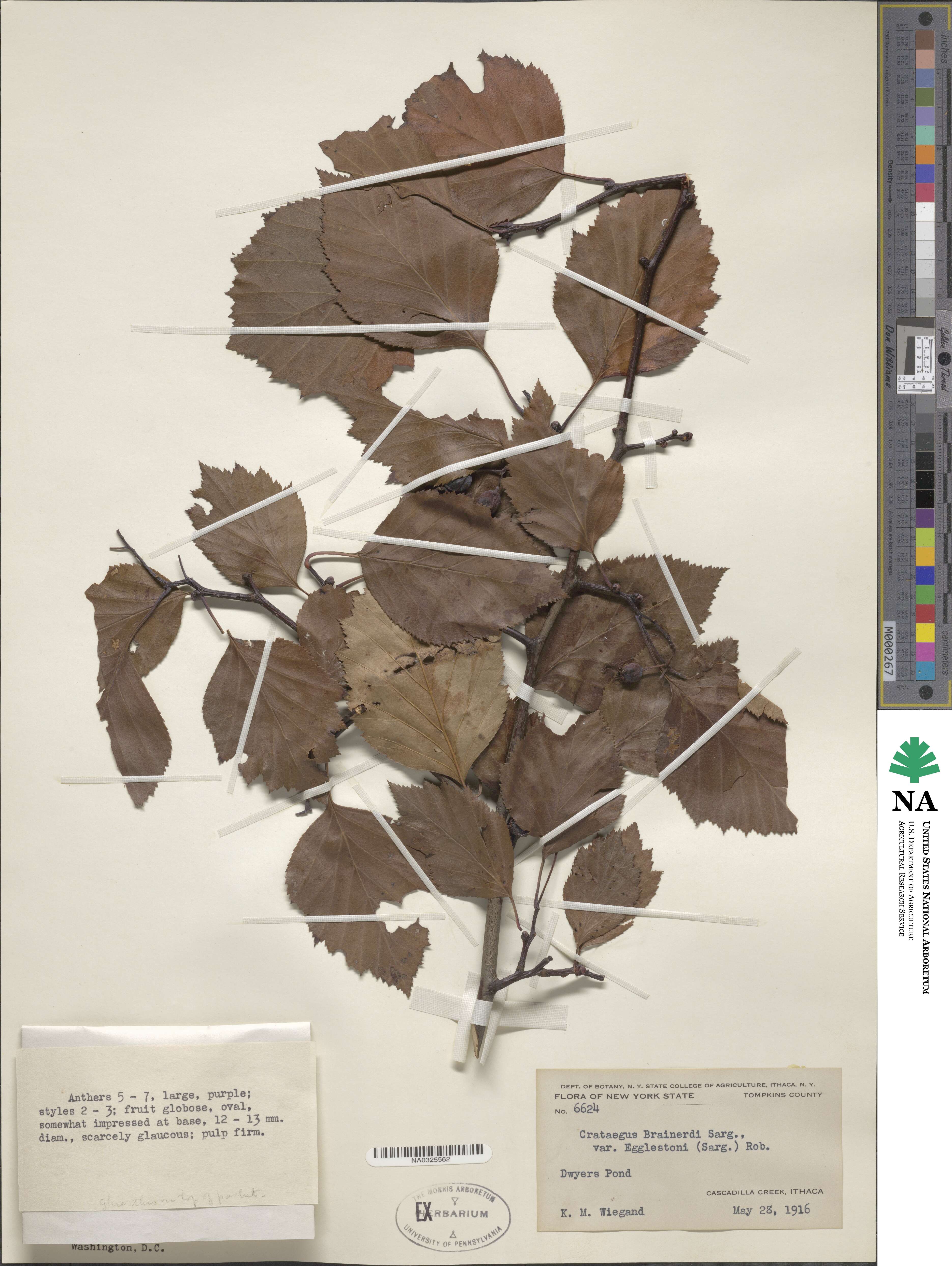 Crataegus scabrida image