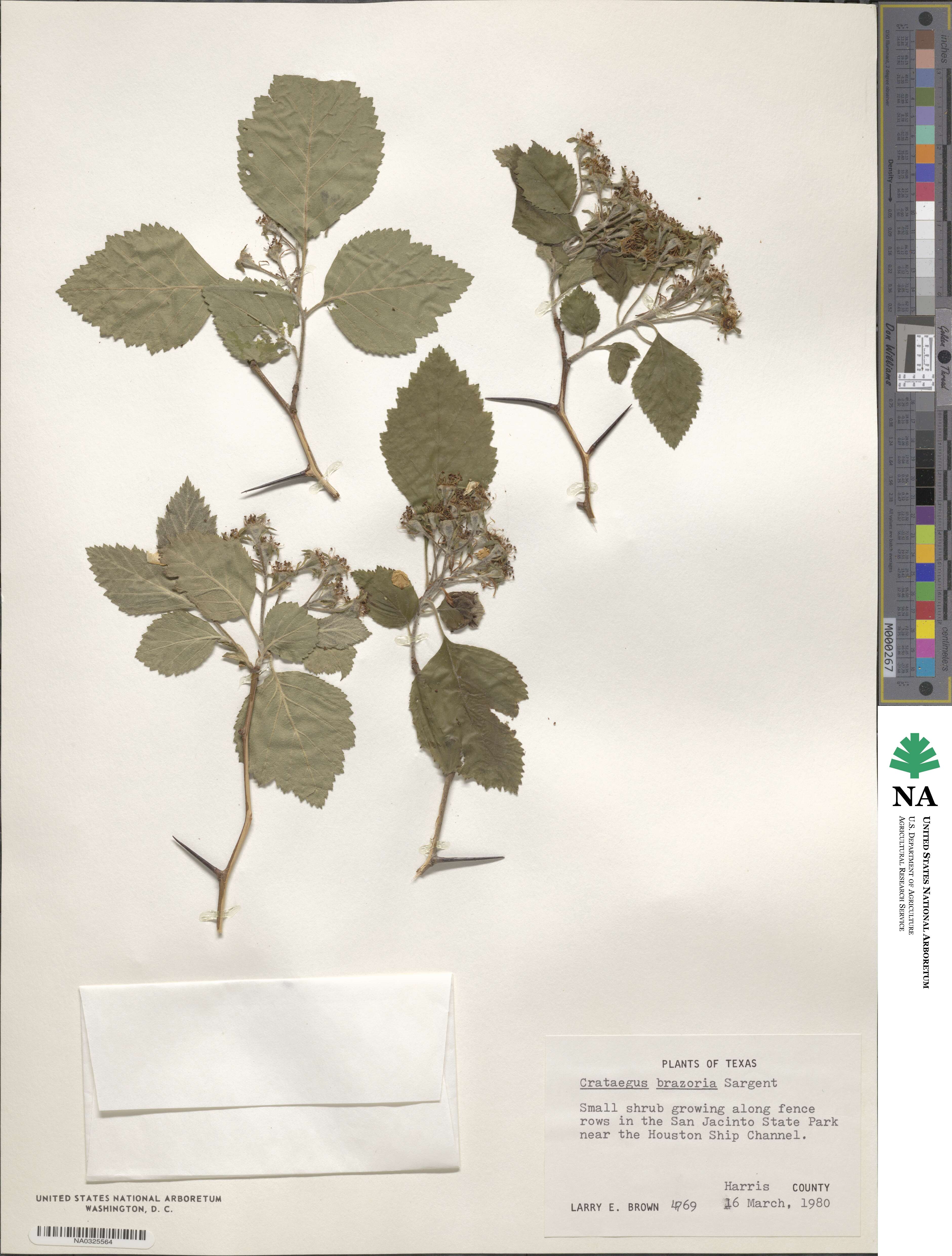 Crataegus brazoria image