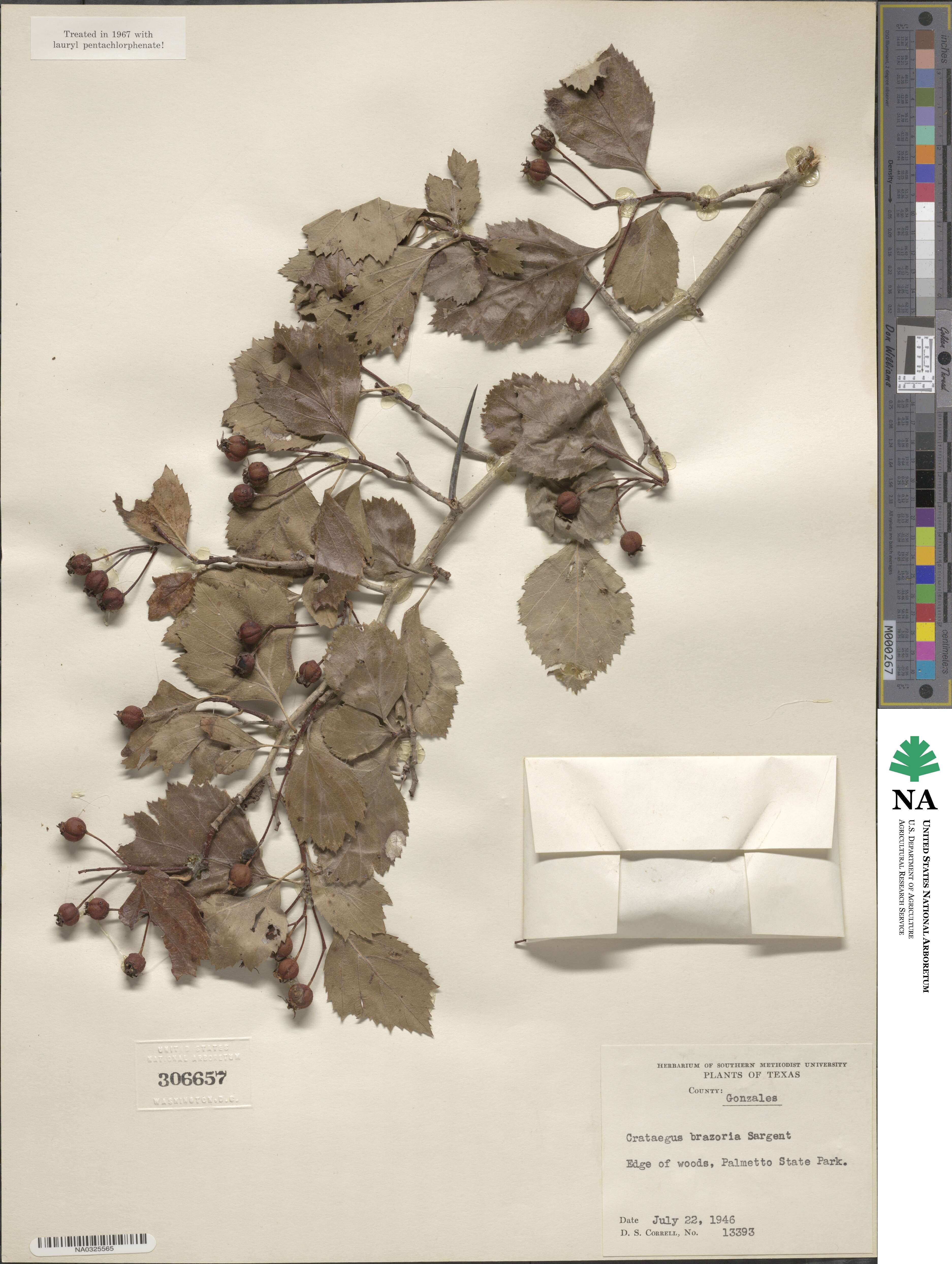 Crataegus brazoria image