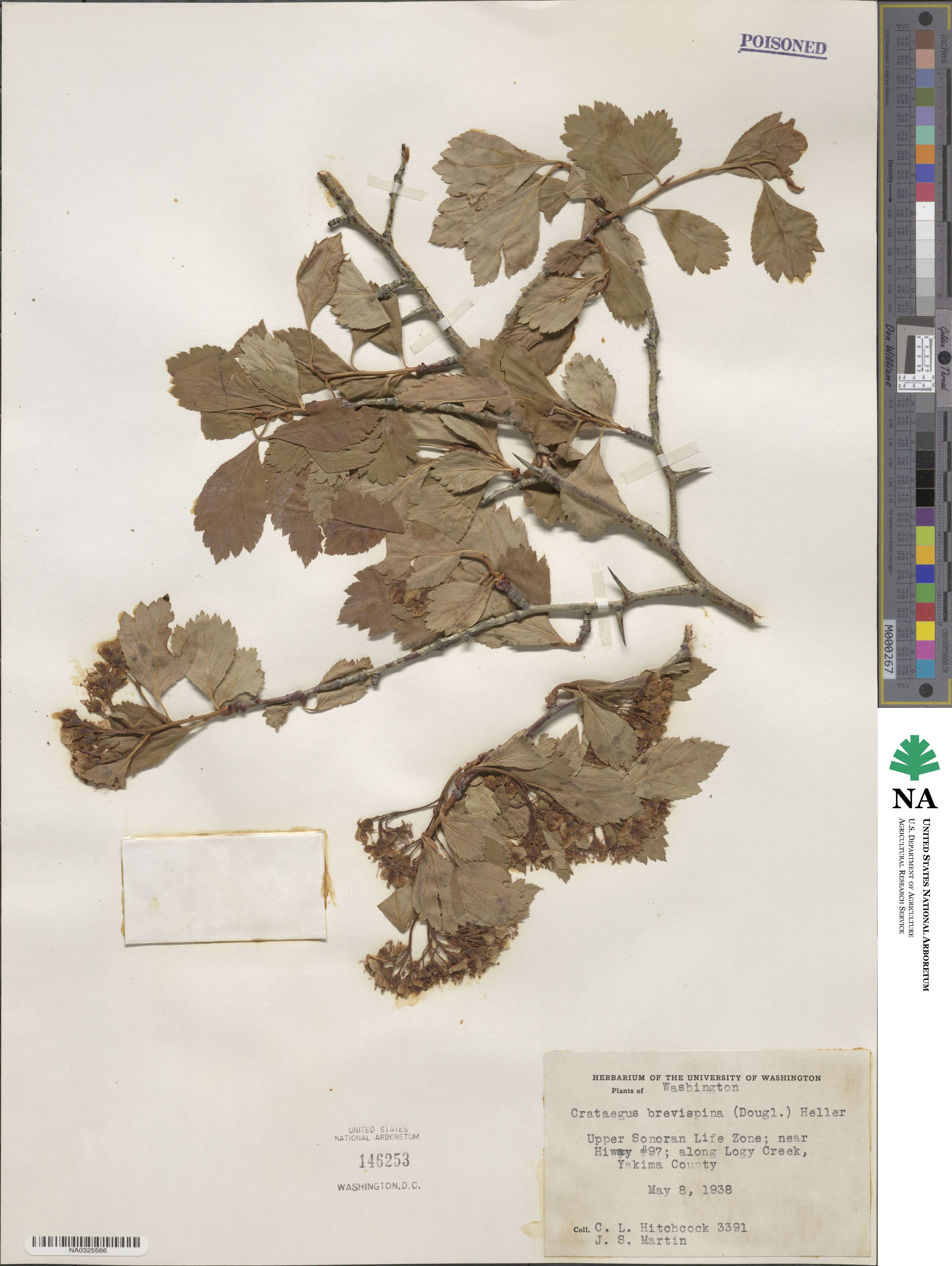 Crataegus brevispina image