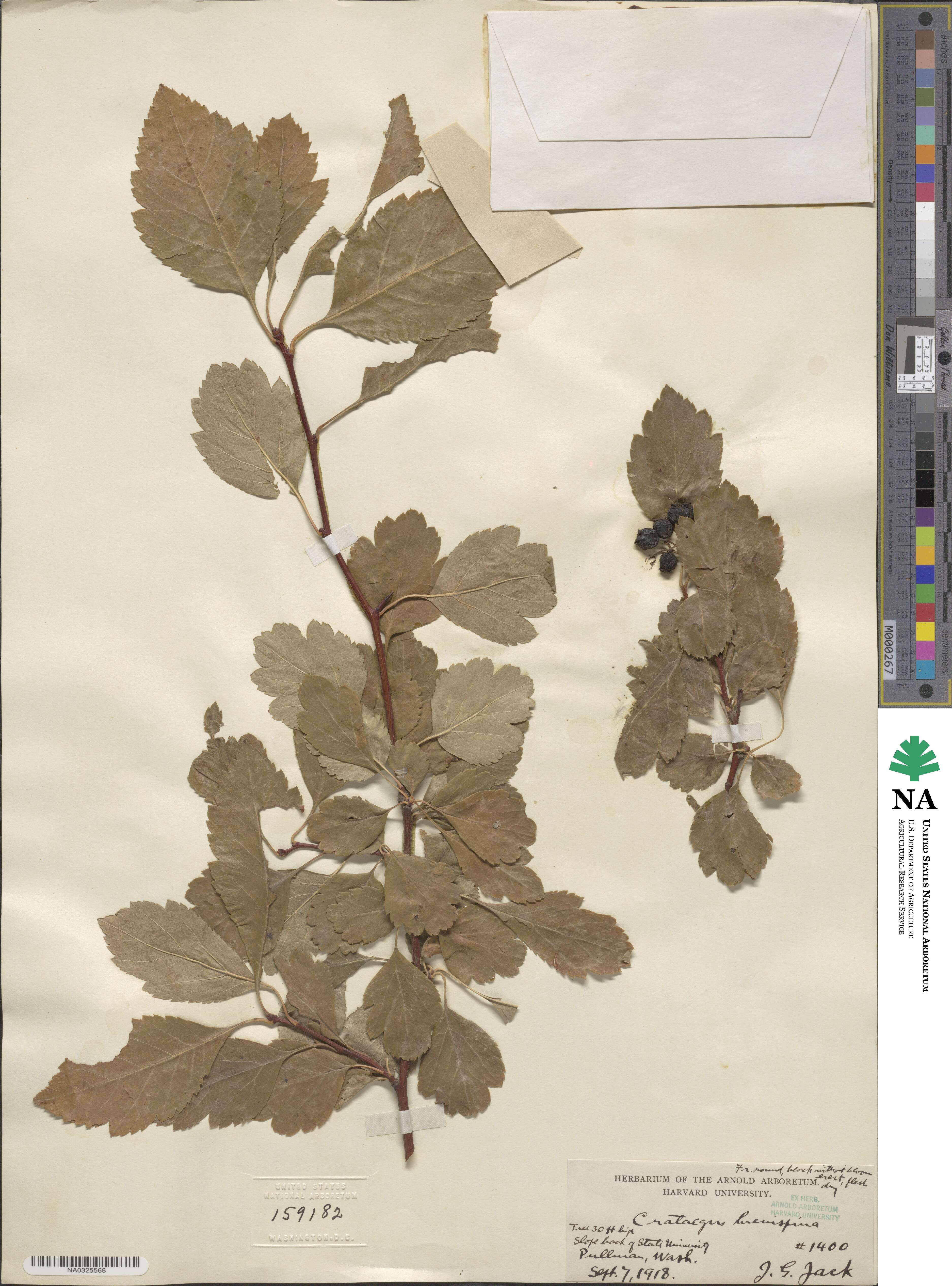 Crataegus brevispina image