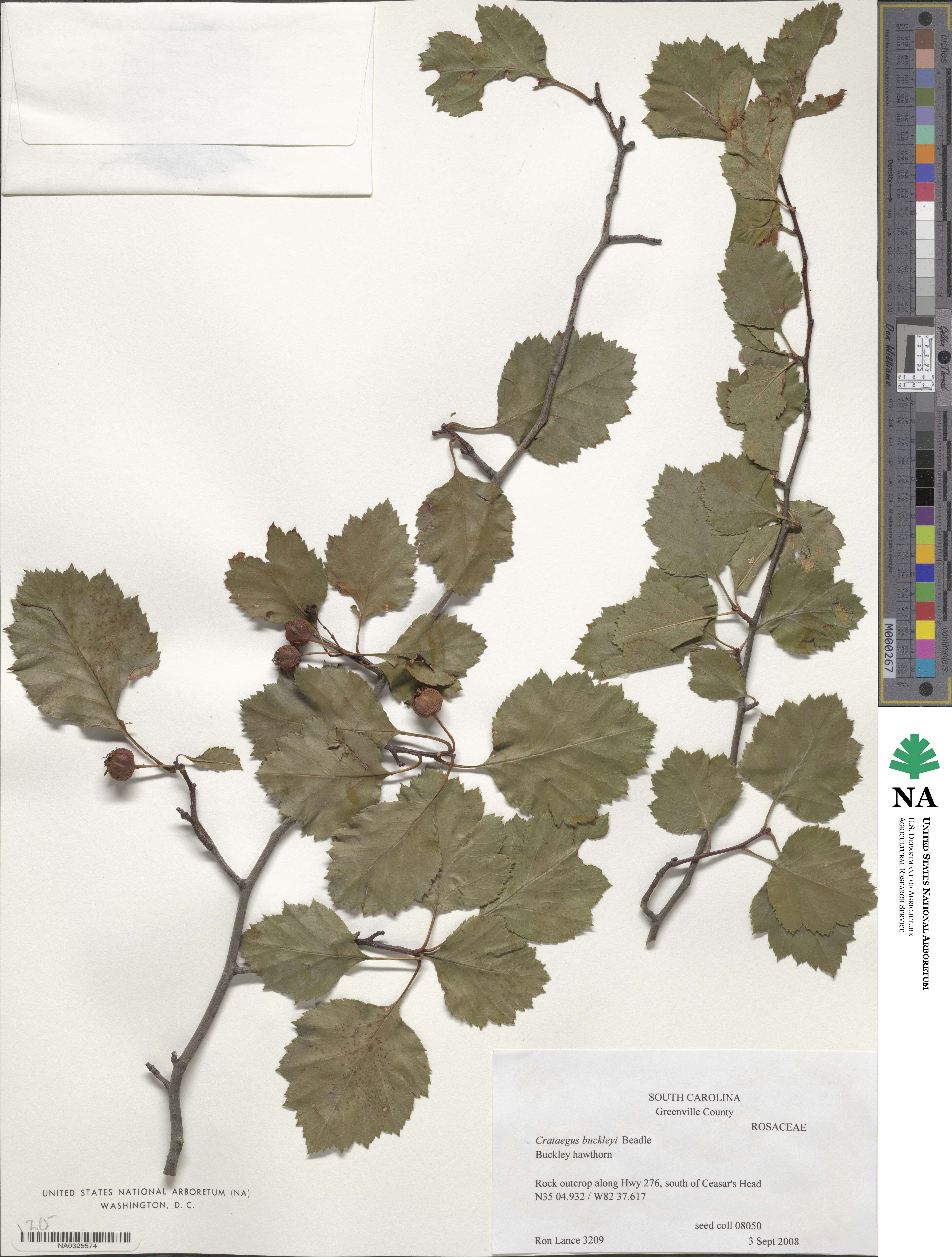 Crataegus intricata image