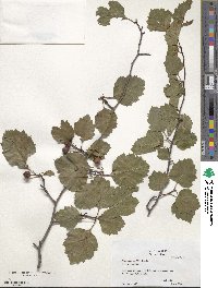 Crataegus intricata image