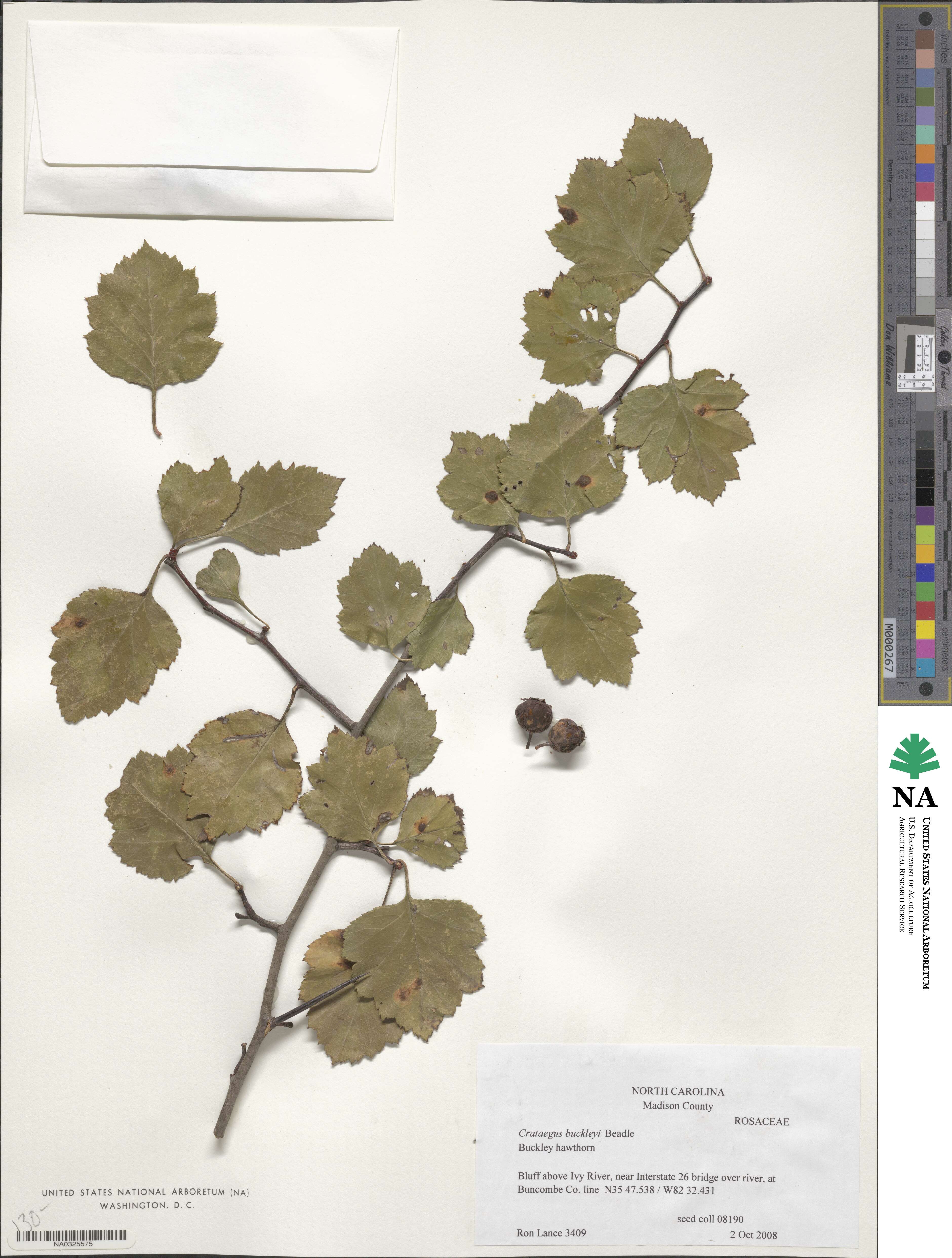 Crataegus intricata image