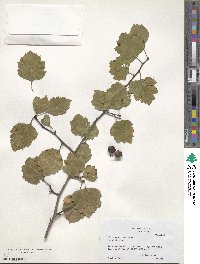 Crataegus intricata image