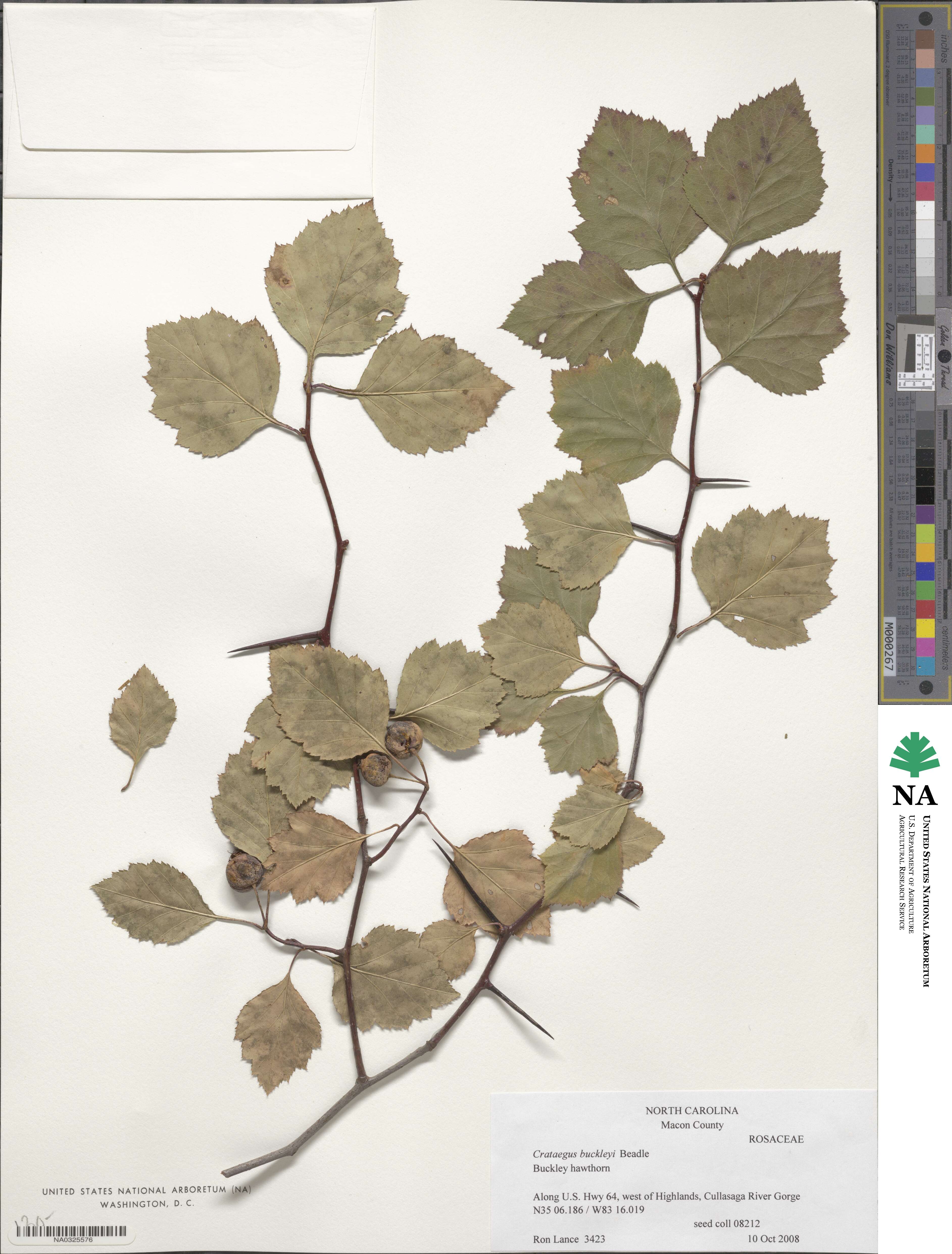 Crataegus intricata image