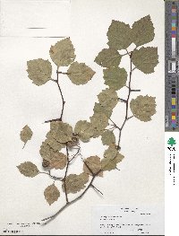 Crataegus intricata image