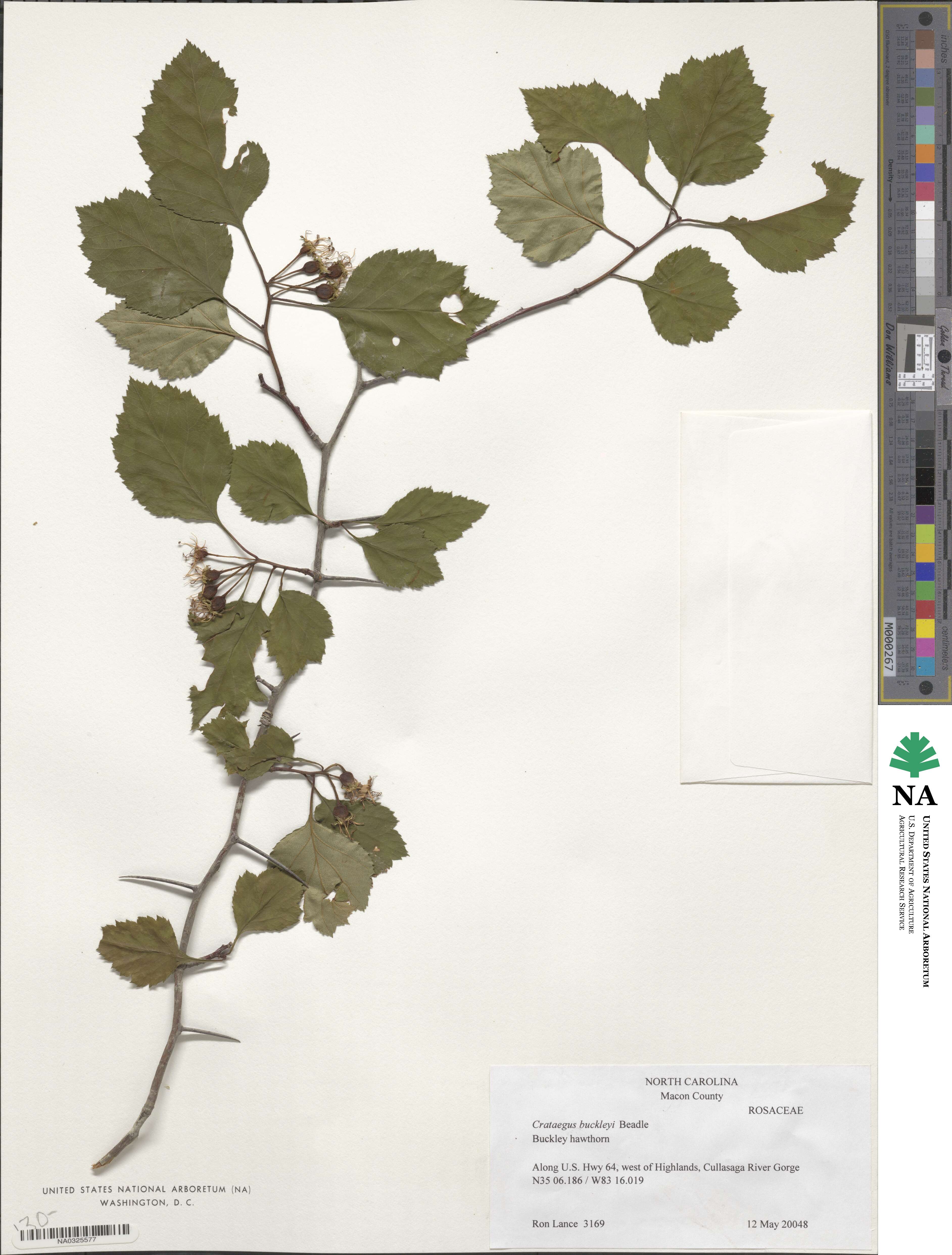 Crataegus intricata image