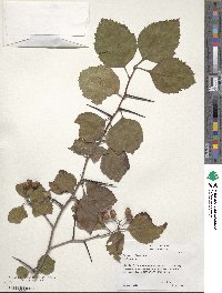 Crataegus calpodendron image