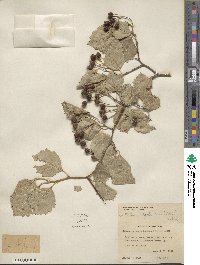 Crataegus calpodendron image