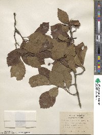 Crataegus calpodendron image