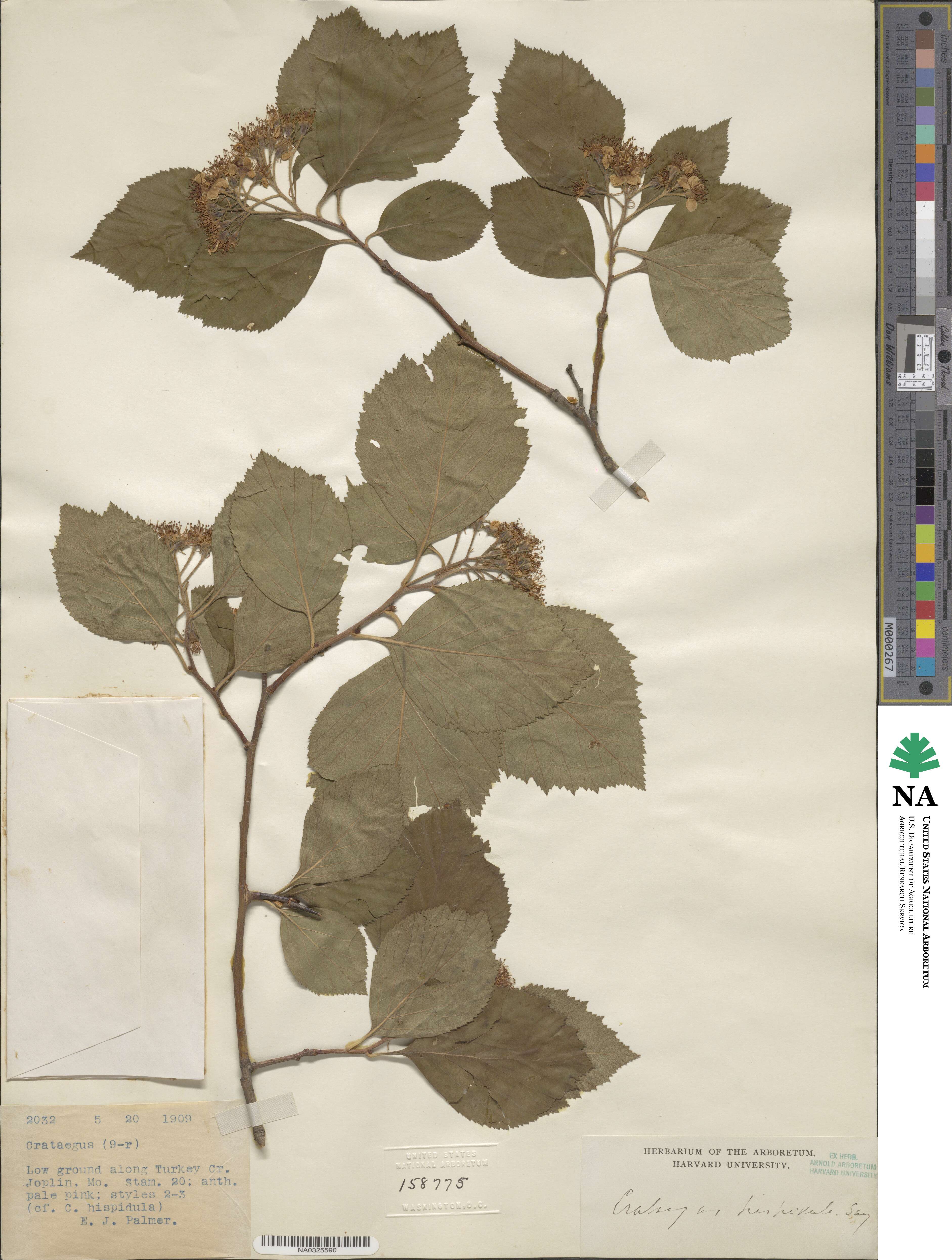 Crataegus calpodendron image