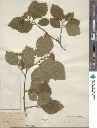 Crataegus calpodendron image