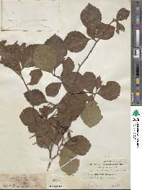 Crataegus calpodendron image