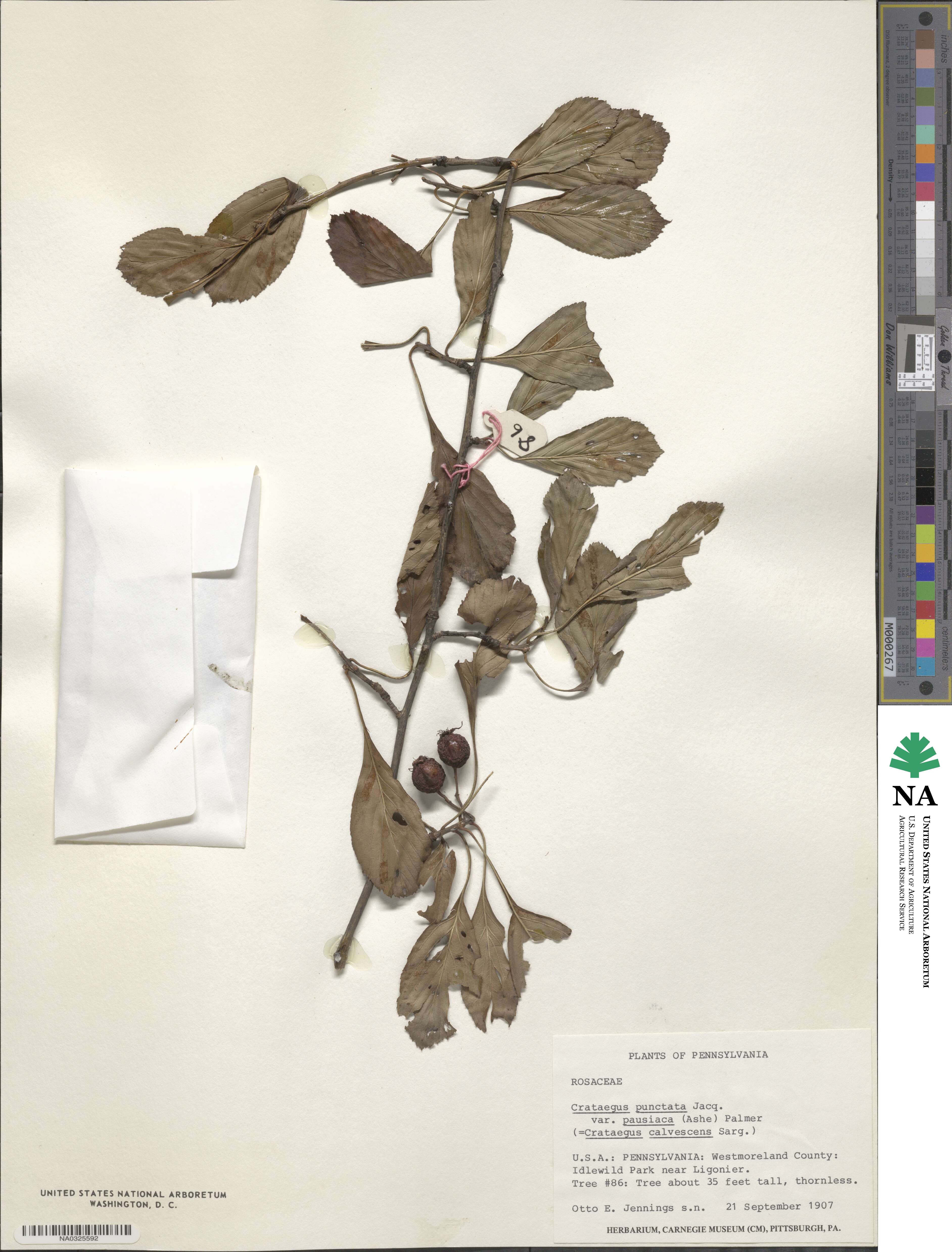 Crataegus calvescens image