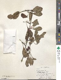 Image of Crataegus calvescens