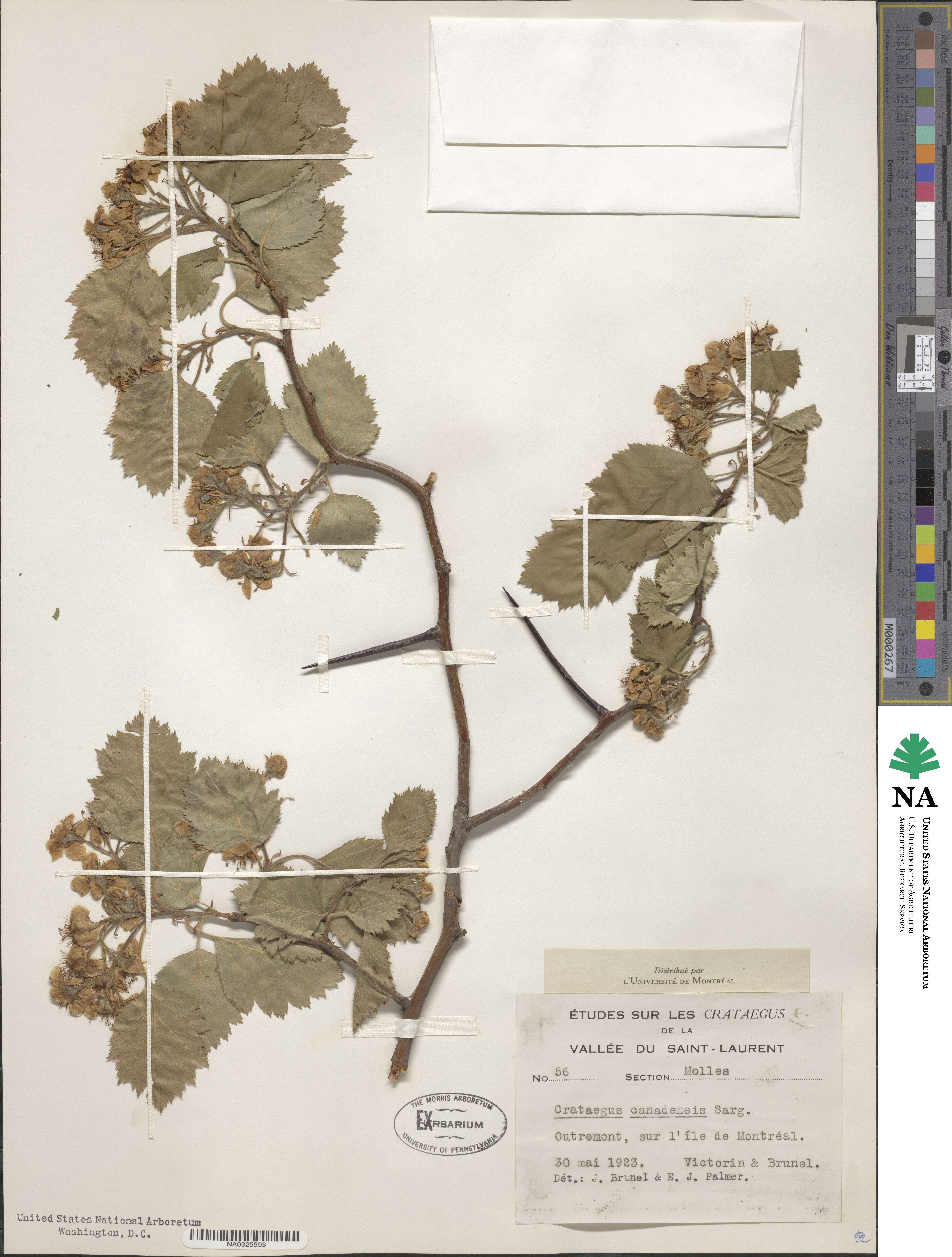 Crataegus canadensis image