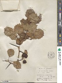 Crataegus submollis image