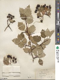 Crataegus chrysocarpa image